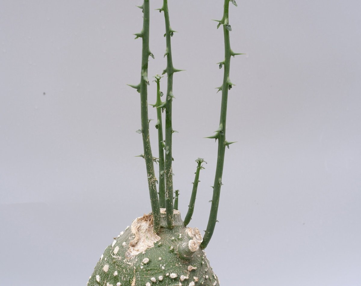 アデニア グロボーサ001 Adenia globosa | Sunny Branch アデニア グロボーサ001 Adenia globosa | Sunny Branch