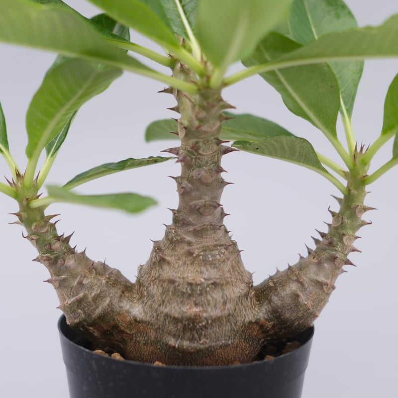 パキポディウム ウィンゾリー 実生株 077 Pachypodium windsorii |