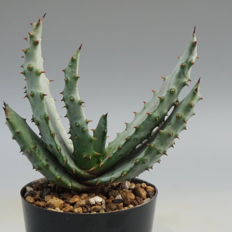 アロエ マルロシー 鬼切丸 Aloe marlothii 002 | Sunny Branch