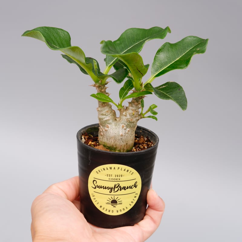 パキポディウム ウィンゾリー 実生株 020 Pachypodium windsorii |