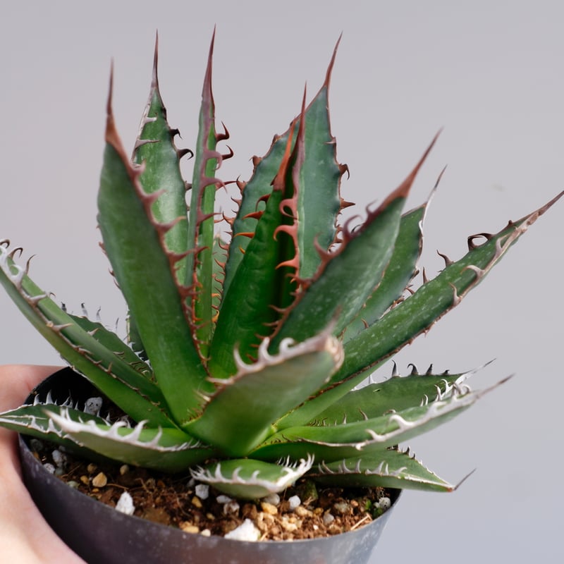アガベ ホリダ 033 Agave horrida 強棘 | Sunny Branch