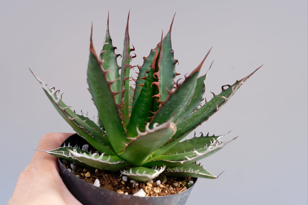 アガベ ホリダ 033 Agave horrida 強棘 | Sunny Branch