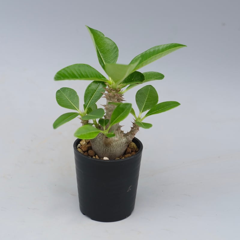 パキポディウム ウィンゾリー 実生株 054 Pachypodium windsorii |