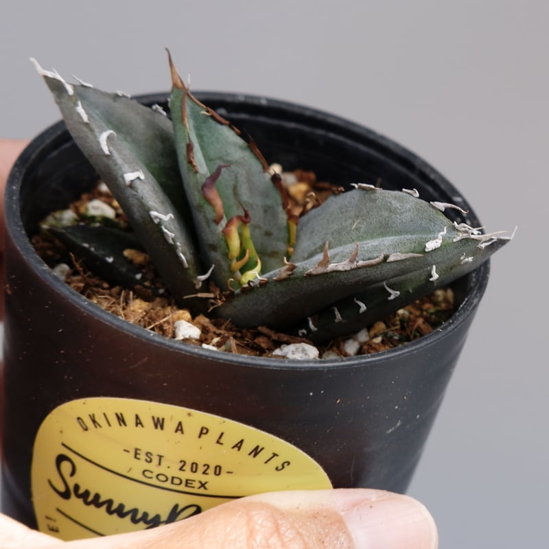アガベ オテロイ 実生株 Agave oteroi seeding 041 | Sunny