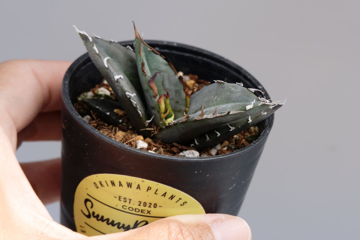 まさし実生（オテロイ実生） アガベ オテロイ 実生株 Agave oteroi seeding 041 | Sunny