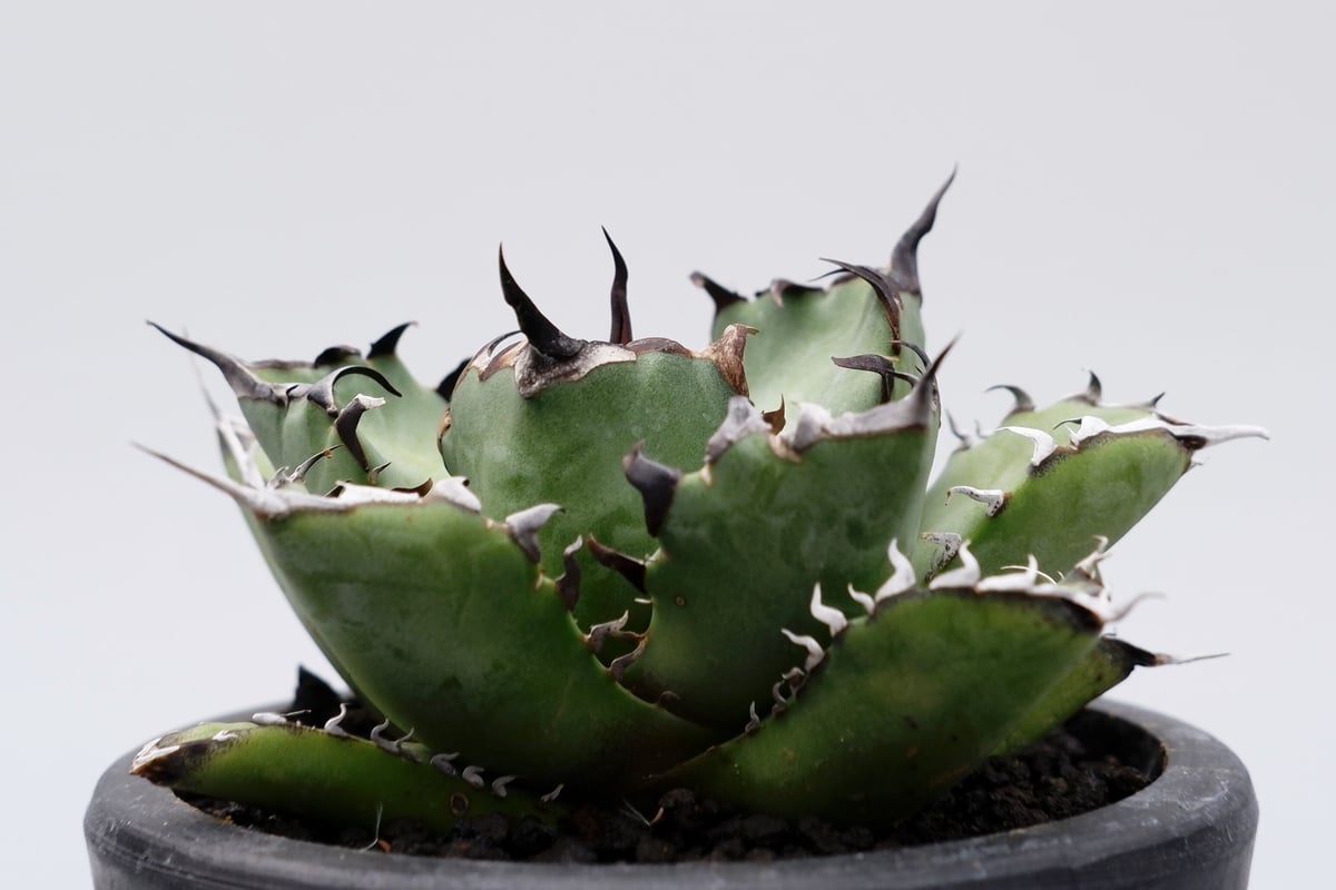 アガベ　チタノタ　黒鯨　白縞斑　Agave titanota アガベ チタノタ 黒鯨 016 Agave titanota black whale | S
