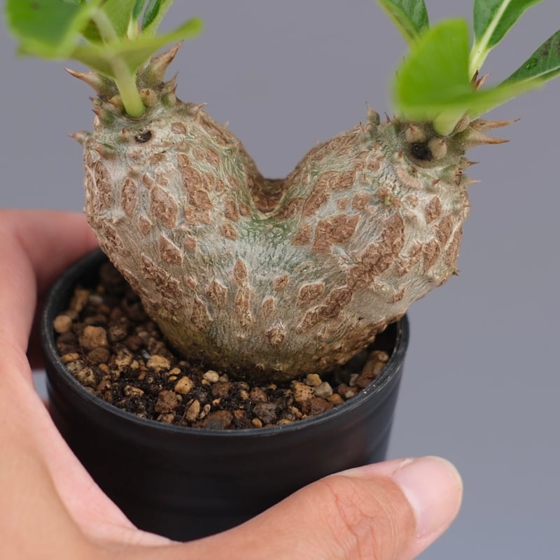 パキポディウム ウィンゾリー 実生株 089 Pachypodium windsorii |