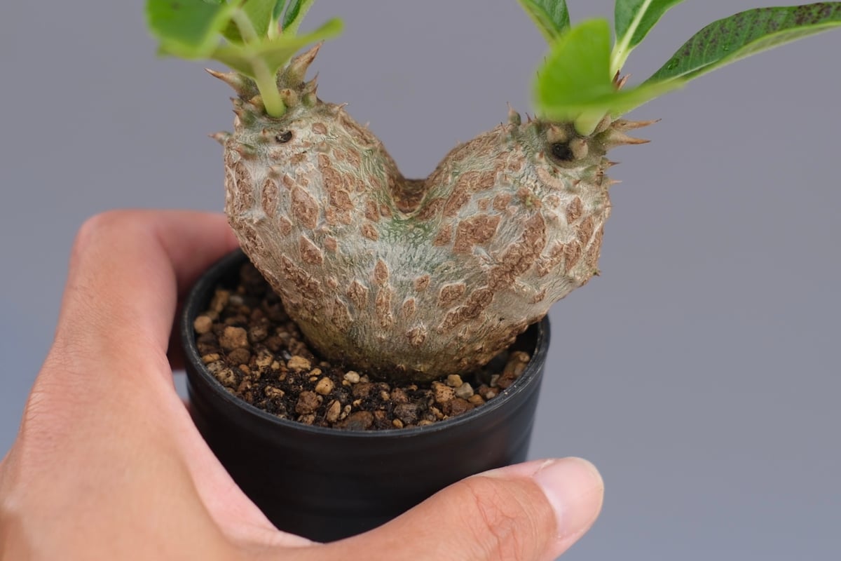 パキポディウム ウィンゾリー 実生株 089 Pachypodium windsorii |