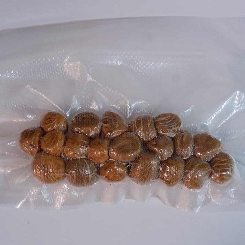 パキラ種子 20粒 Pachira seed | Sunny Branch