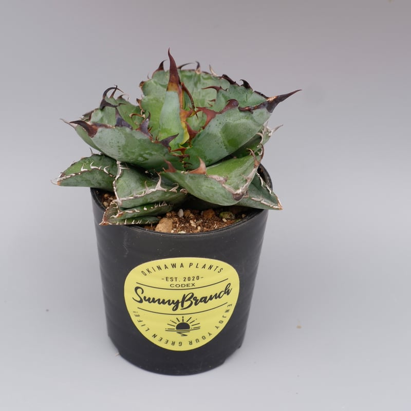 アガベ チタノタ ブラックアンドブルー Agave titanota BB 084 | Sun