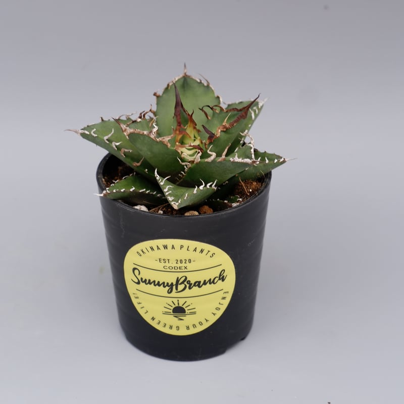 アガベ チタノタ シーザー 5株 5株セット】アガベ チタノタ シーザー