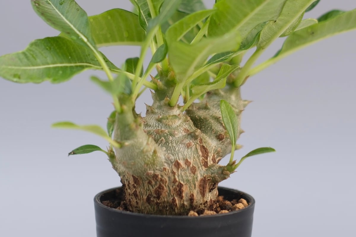 パキポディウム ウィンゾリー 実生株 091 Pachypodium windsorii |