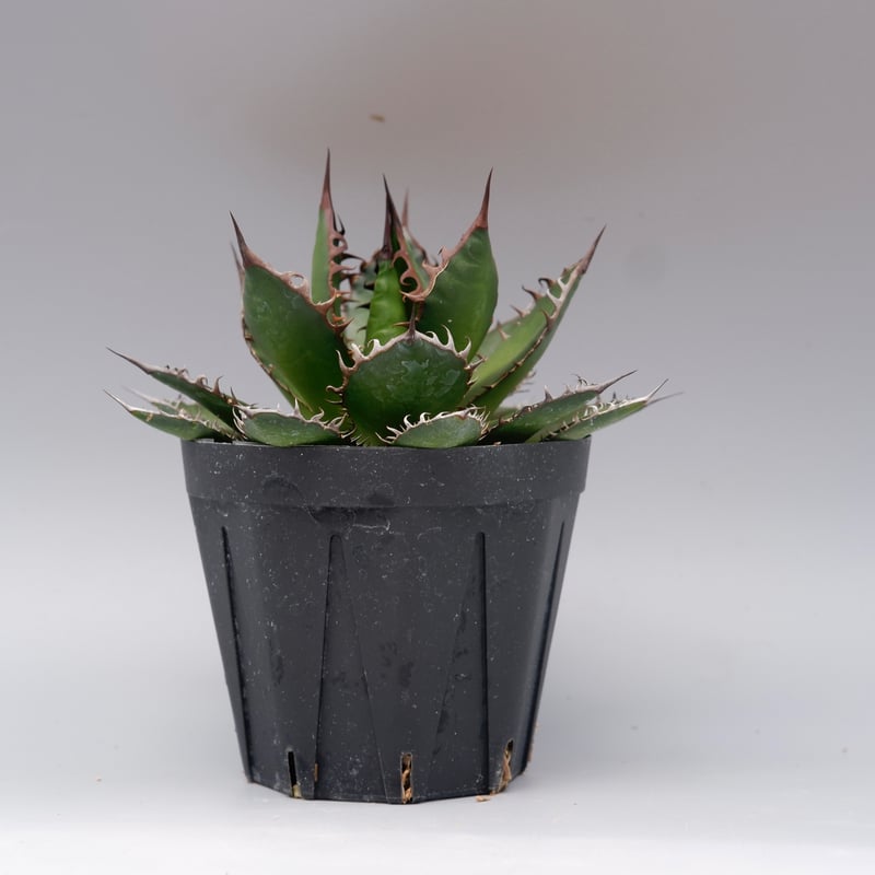 アガベ ホリダ 046 Agave horrida 強棘 | Sunny Branch