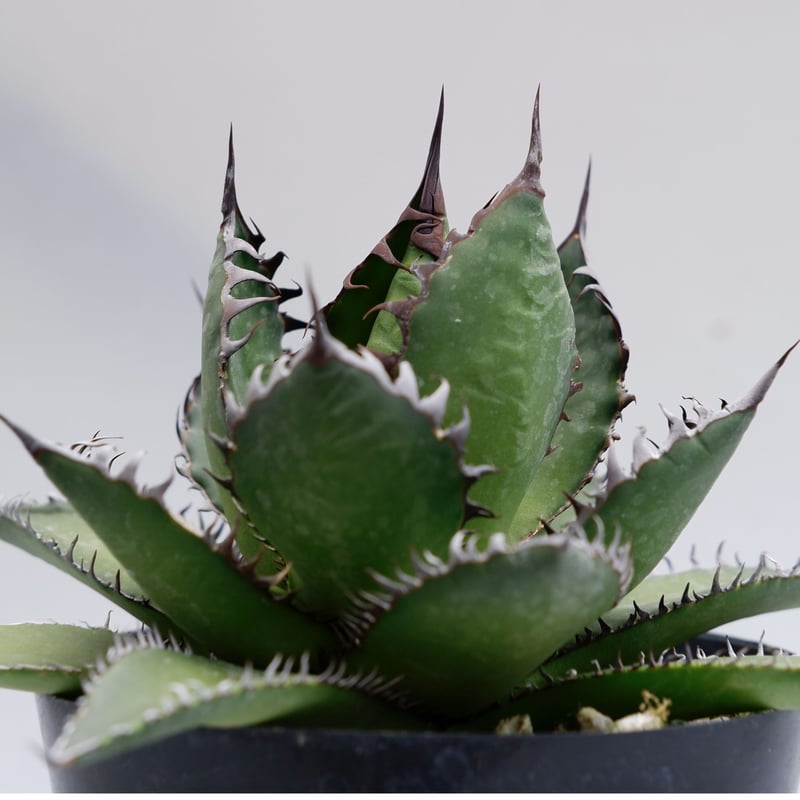 アガベ ホリダ 021 Agave horrida 強棘 | Sunny Branch