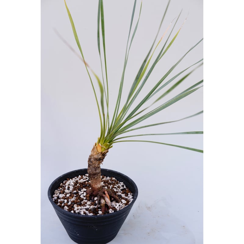ユッカ ロストラータ 003【幹立ち】 Yucca Rostrata | Sunny Branch ユッカ ロストラータ 003【幹立ち】 Yucca Rostrata | Sunny Branch
