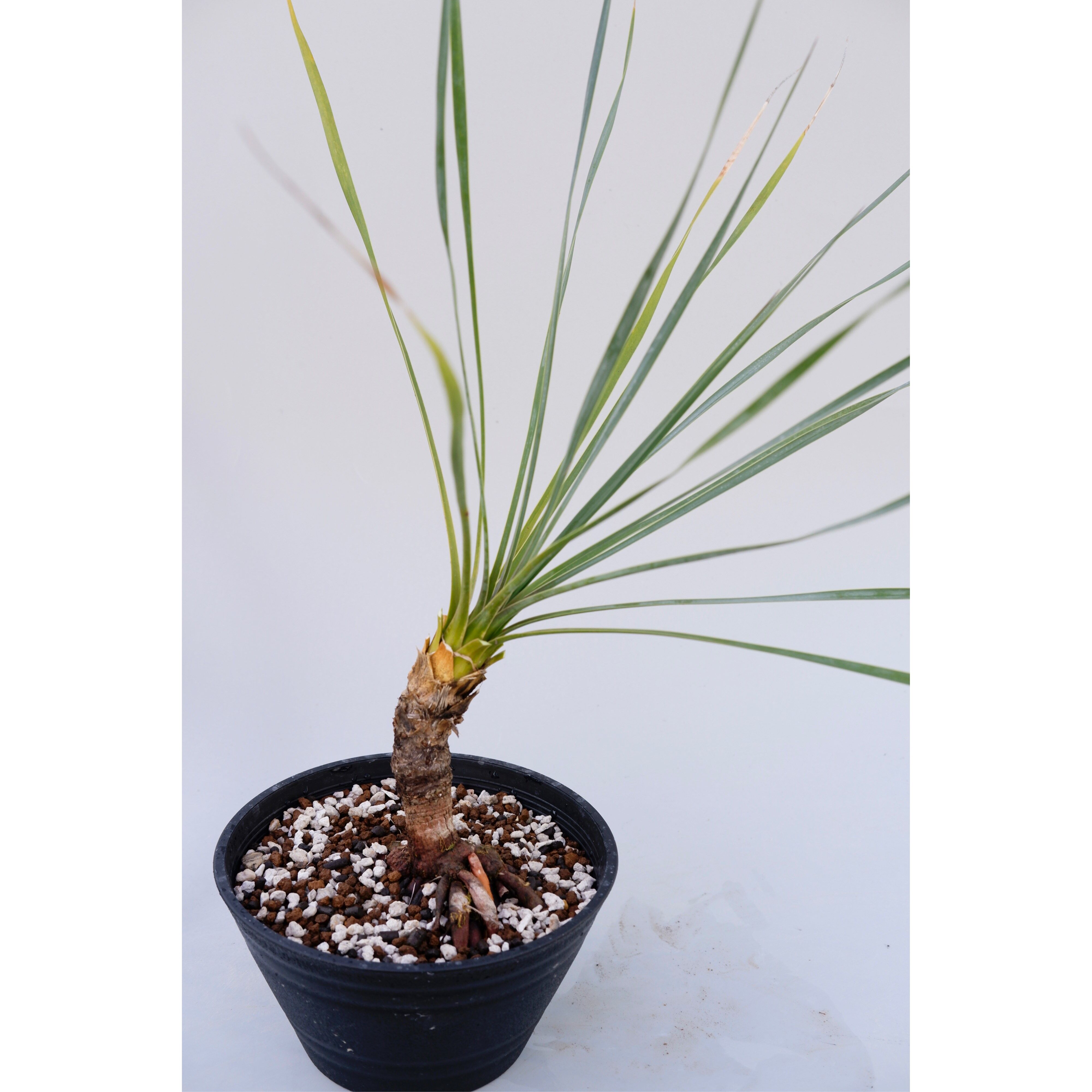 ユッカ ロストラータ 003【幹立ち】 Yucca Rostrata | Sunny Branch