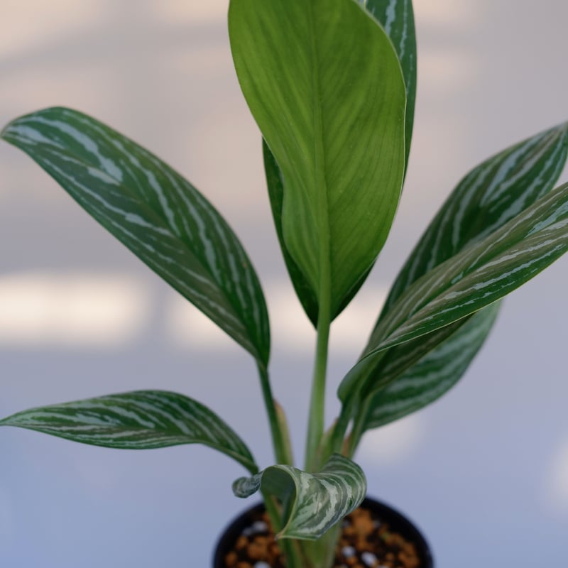 アグラオネマ　リリアン アグラオネマ リリアン Aglaonema 003 | Sunny Branch