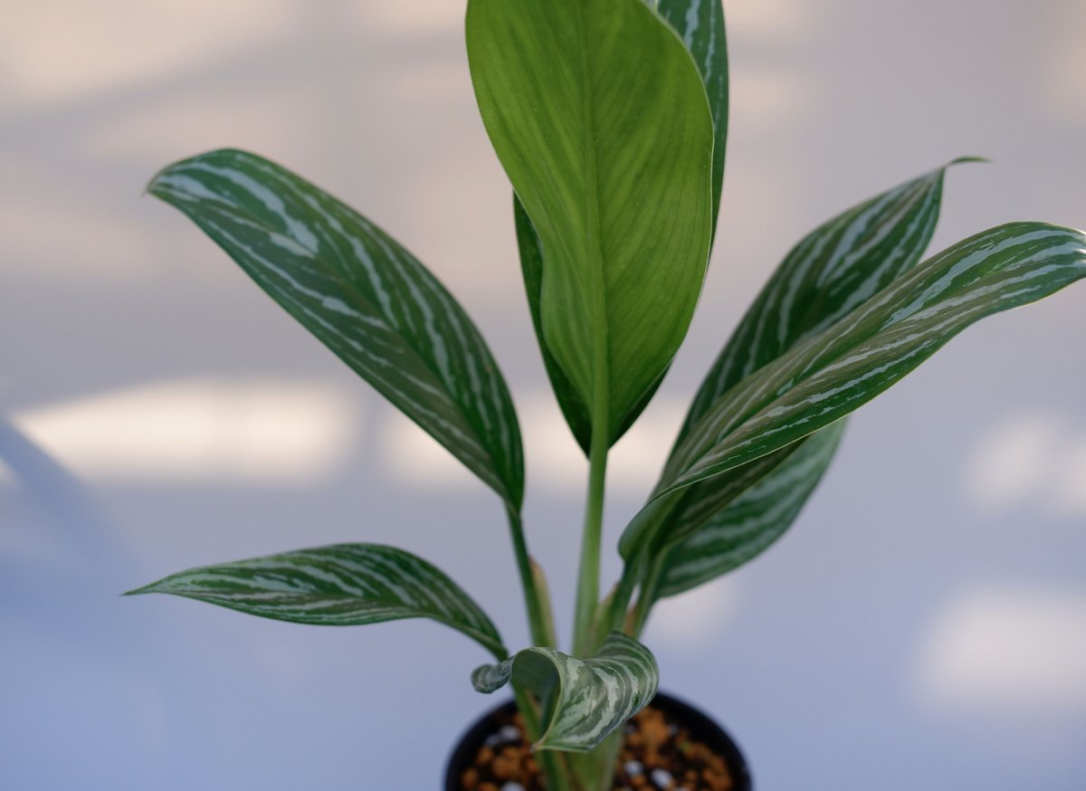 アグラオネマ リリアン Aglaonema 001 | Sunny Branch