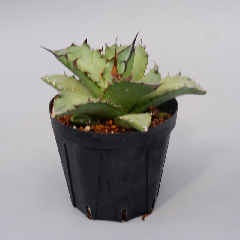 アガベ オテロイ 実生株 Agave oteroi seeding 101 | Sunny アガベ オテロイ 実生株 Agave oteroi seeding 101 | Sunny
