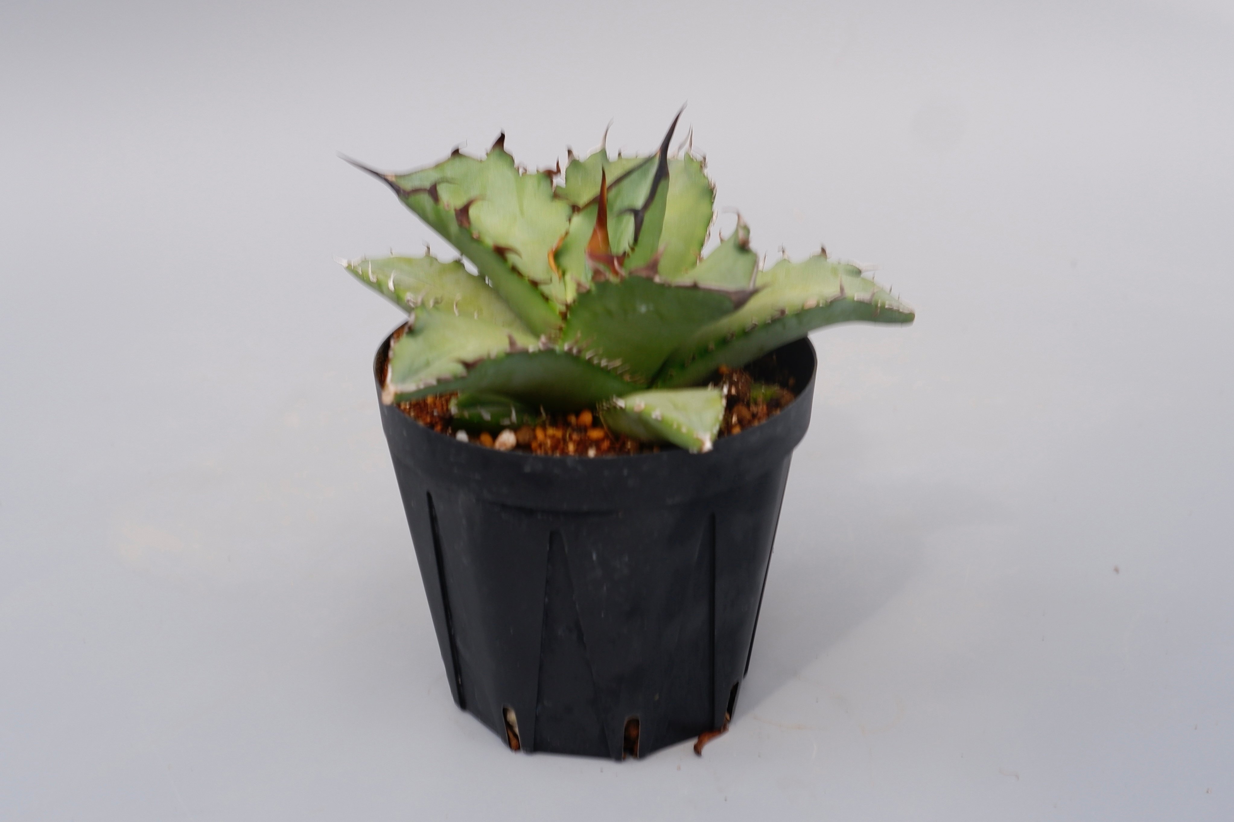アガベ オテロイ 実生株 Agave oteroi seeding 101 | Sunny