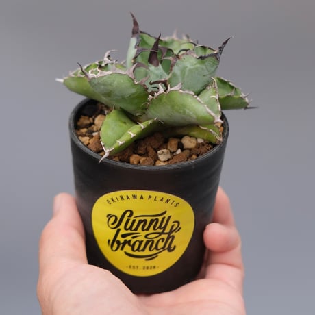 ブラックアンドブルー | STORES