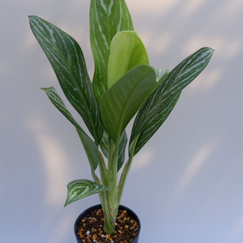 激レア　アグラオネマ　Aglaonema ゾリナ Zorina 激レア アグラオネマ Aglaonema ゾリナ Zorina