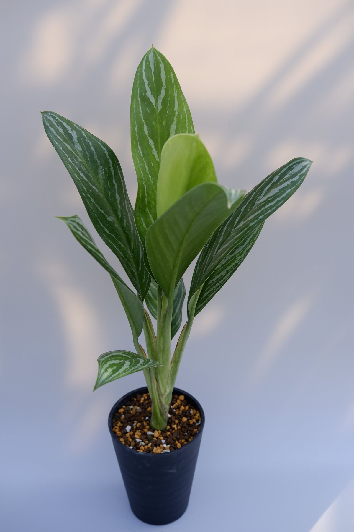 Aglaonema \" Brilliant ” ブリリアント 中株 大き目美株！ Aglaonema Brilliant ” ブリリアント 中株 大き目美株！