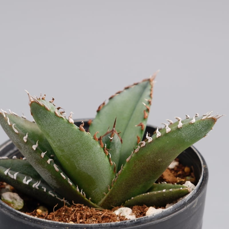 アガベ オテロイ 実生株 Agave oteroi seeding 050 | Sunny アガベ オテロイ 実生株 Agave oteroi seeding 050 | Sunny