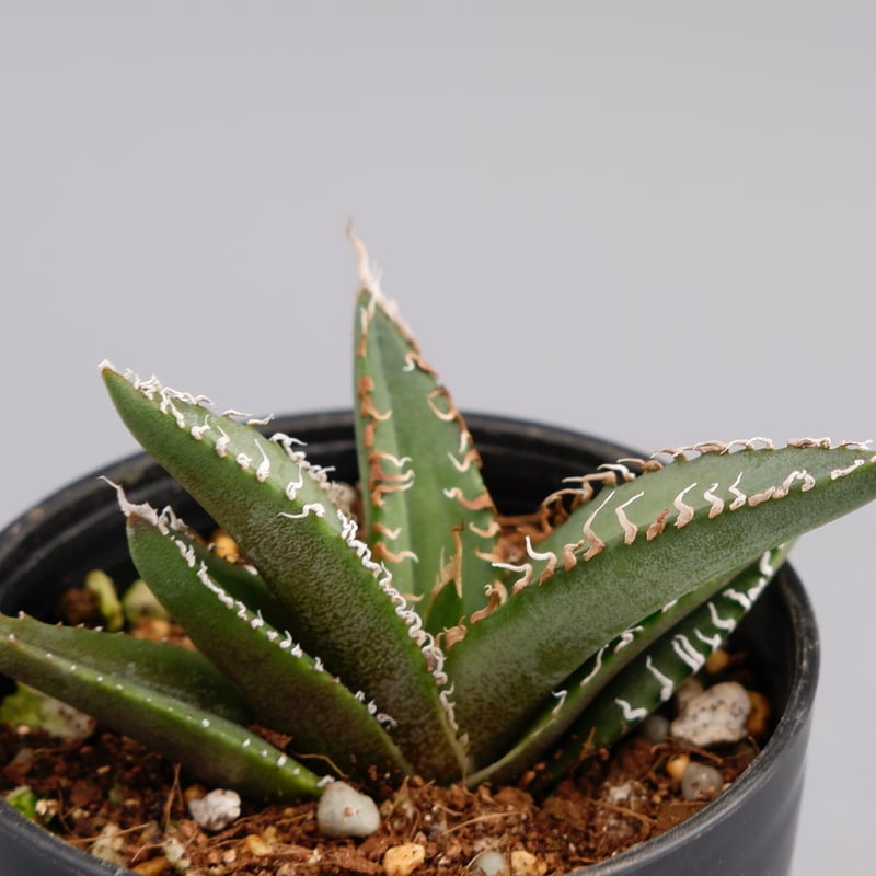 アガベ オテロイ 実生株 Agave oteroi seeding 049 | Sunny