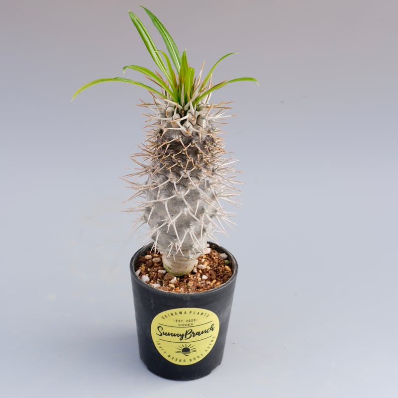 パキポディウム ラメリー実生株 002 Pachypodium lamerei | Sunny