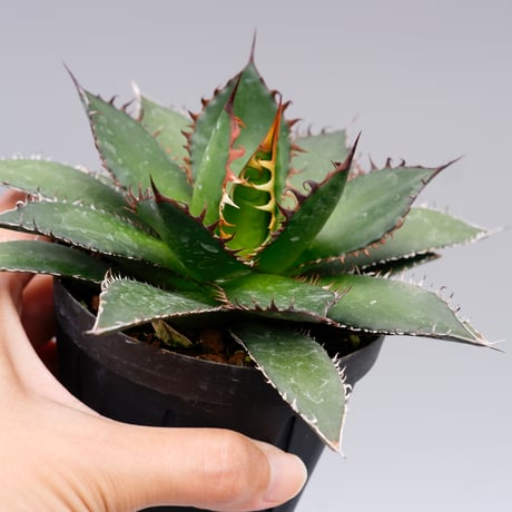 アガベホリダ極上株 Agave horrida No.AHRD022 agavehorrida