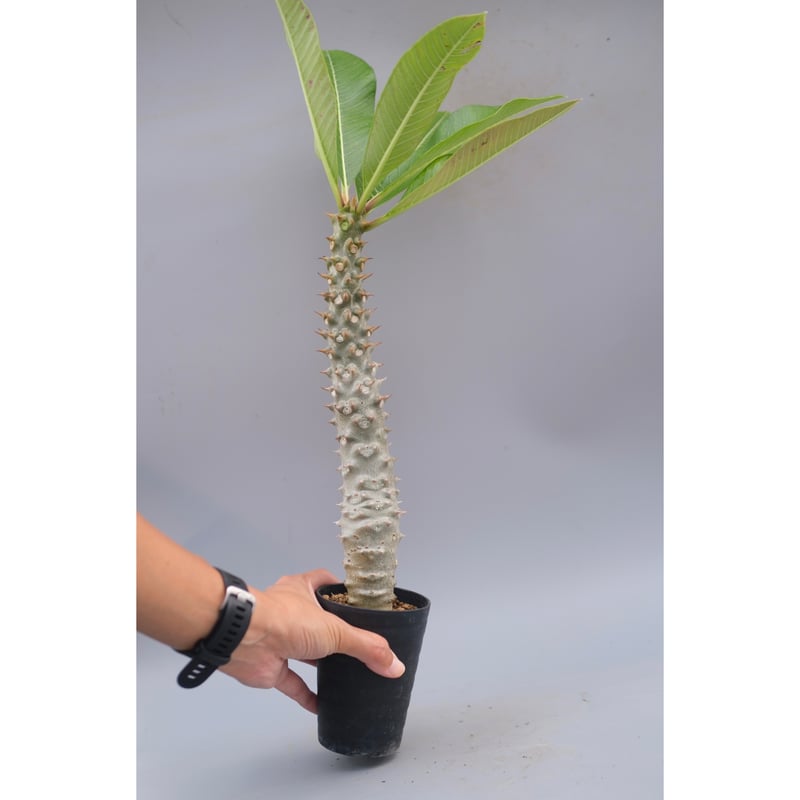 パキポディウム バロニー packypodium baronii 国内実生 大株 パキポディウム バロニー実生株037 Pachypodium baronii | Sunny