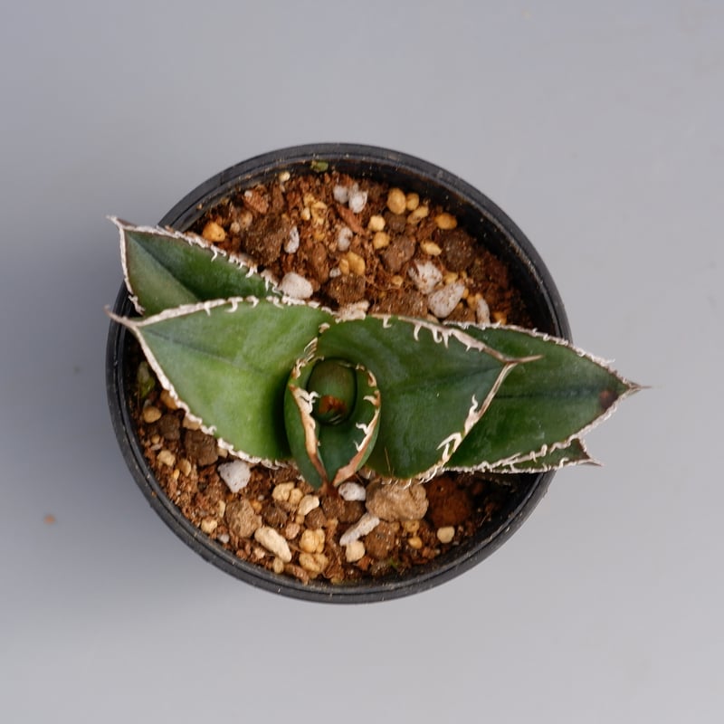 アガベ チタノタ 白鯨 Agave titanota white whale 133 | Su