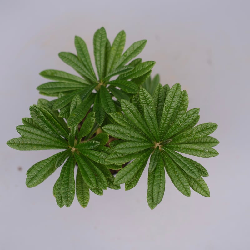 ドルステニア ギガス059 Dorstenia gigas | Sunny Branch