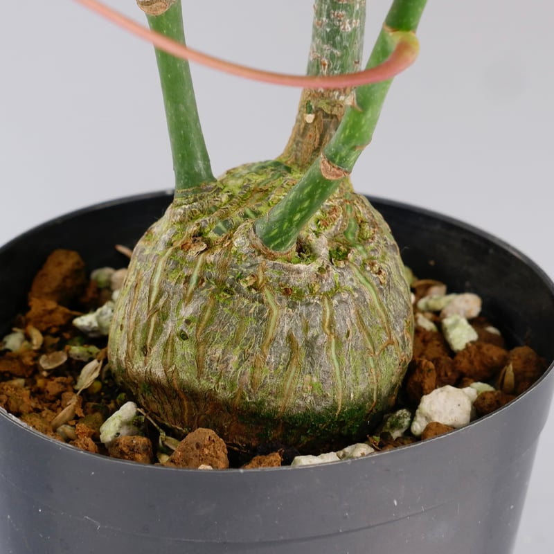 丸々ボンバックス ボンバックス・エリプティクム | 多肉植物・特別な鉢の販売 | トーキー