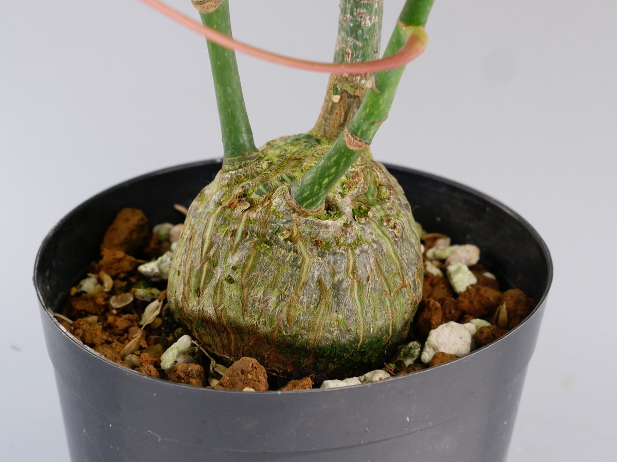 まんまる型 プセウド ボンバックス 034 Pseudobombax ellipticum |