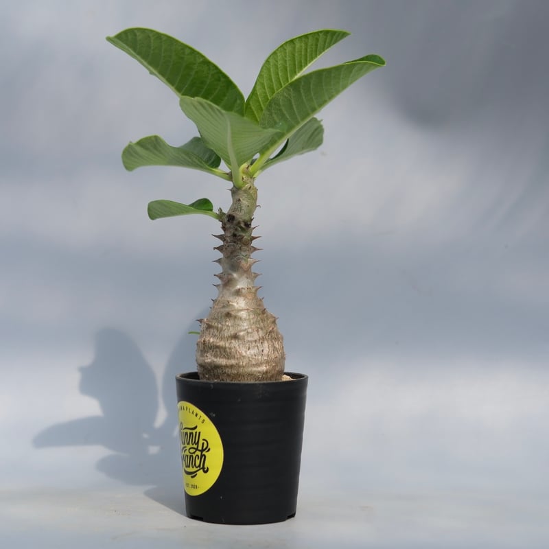 パキポディウム ウィンゾリー 実生株 067 Pachypodium windsorii |