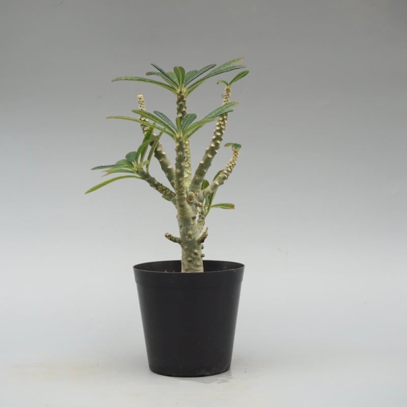 ドルステニア　ギガス ドルステニア ギガス032 Dorstenia gigas | Sunny Branch