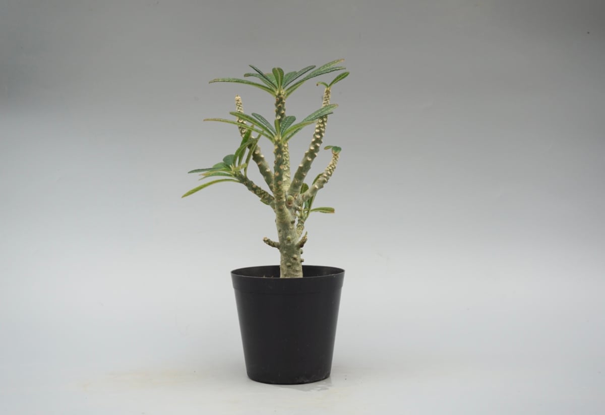 ドルステニア ギガス032 Dorstenia gigas | Sunny Branch