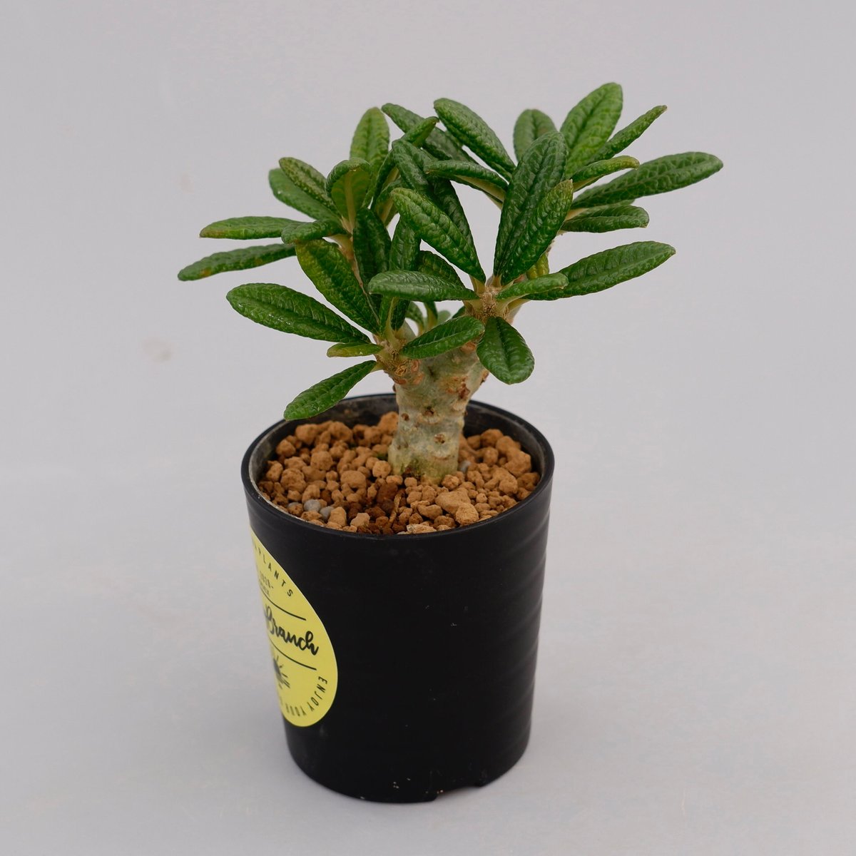 ドルステニア ギガス008 Dorstenia gigas | Sunny Branch