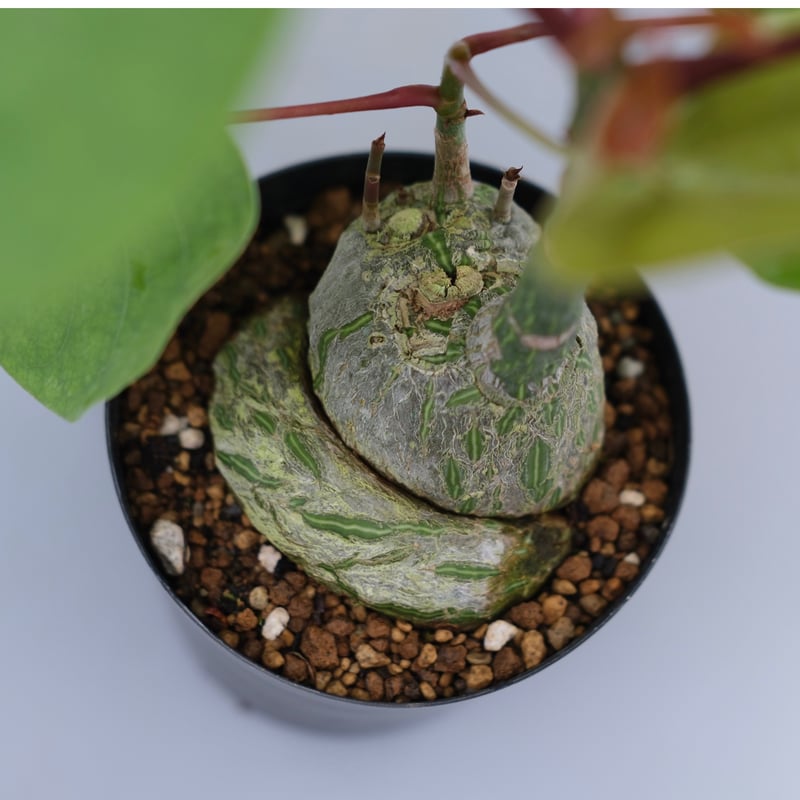 まんまる型 プセウド ボンバックス 051 Pseudobombax ellipticum |