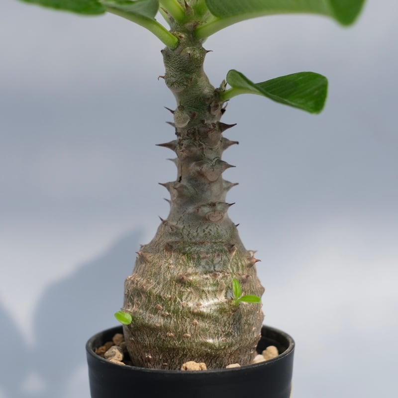 パキポディウム ウィンゾリー 実生株 067 Pachypodium windsorii |