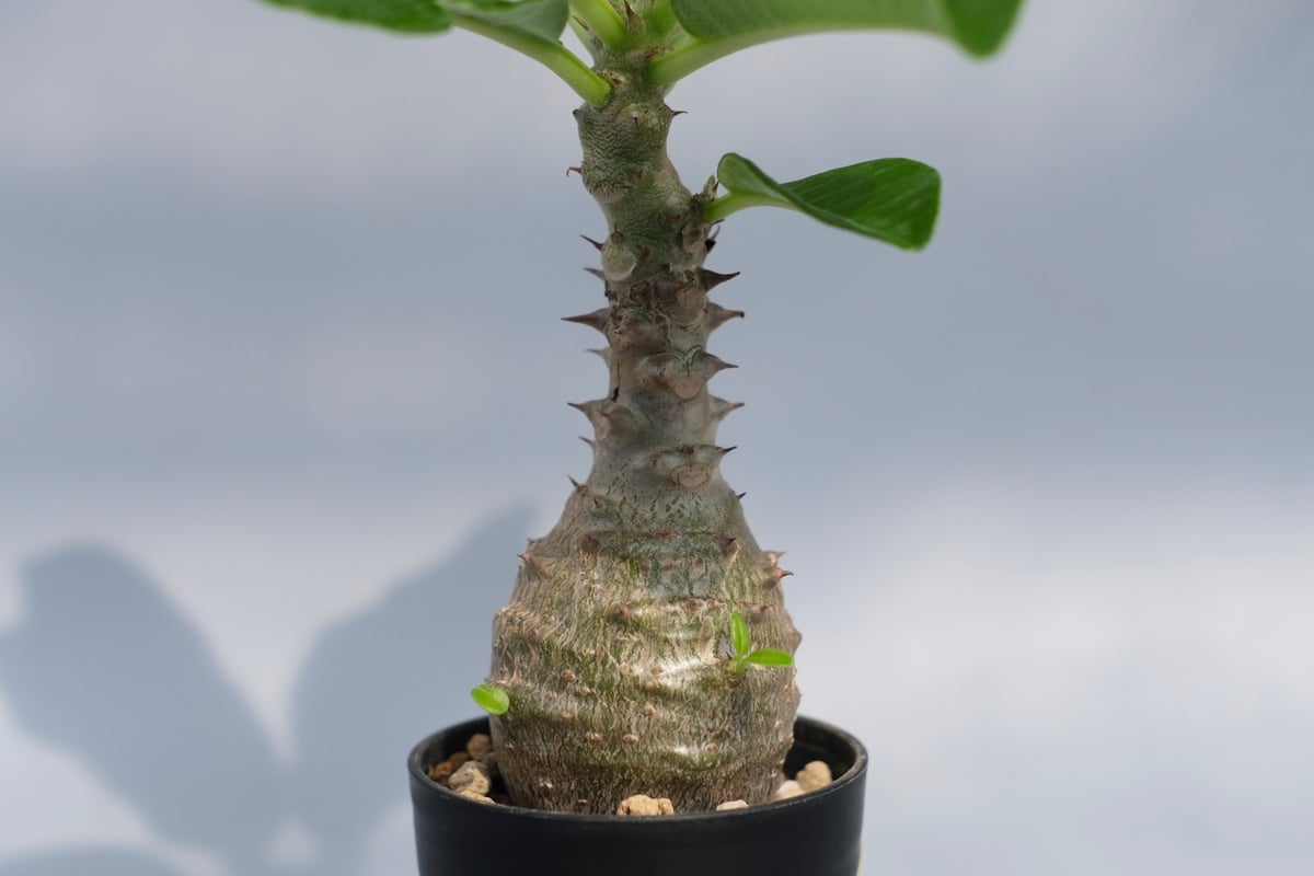 パキポディウム ウィンゾリー 頭とばしたウィンゾリー🪴 冬の間LED管理でほぼ断水してても伸び