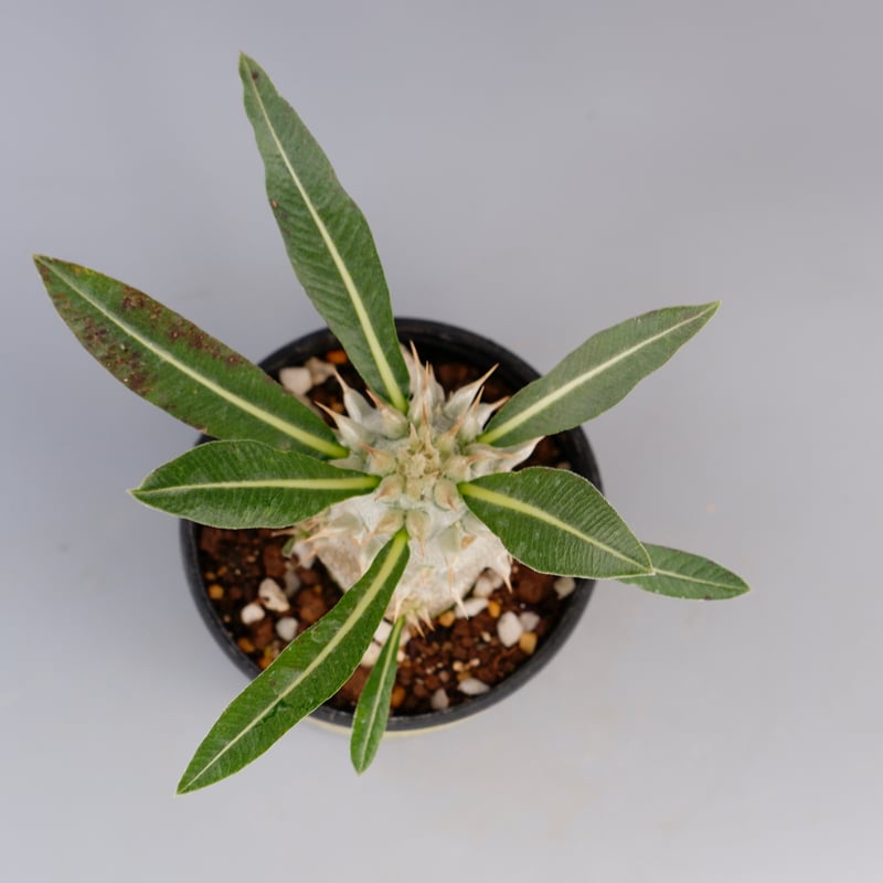 パキポディウム ロスラーツム 実生株 004 Pachypodium rosulatum ve