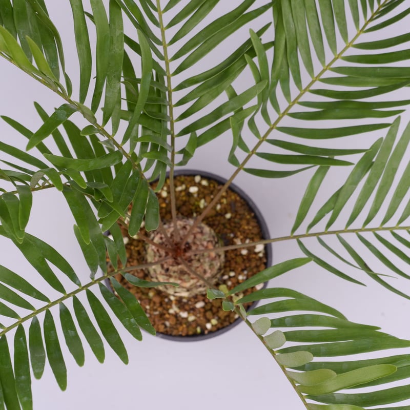 ザミア フロリダーナ 005 Zamia floridana 蘇鉄 | Sunny Branch