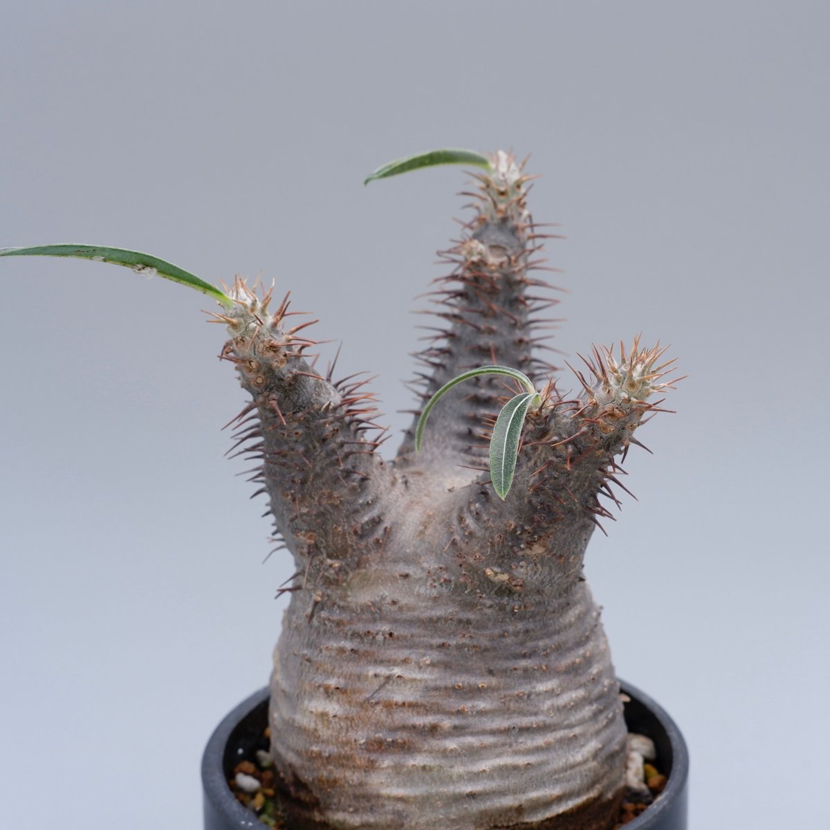 パキポディウム グラキリス 028 Pachypodium gracilius【発根 パキポディウム グラキリス 028 Pachypodium gracilius【発根