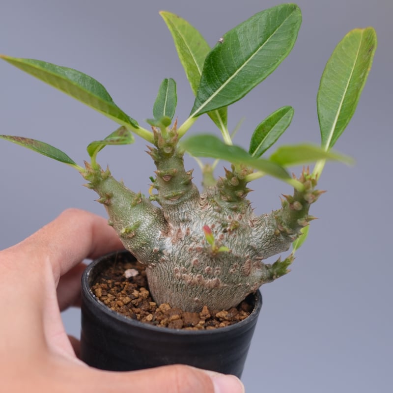 パキポディウム ウィンゾリー 実生株 101 Pachypodium windsorii |