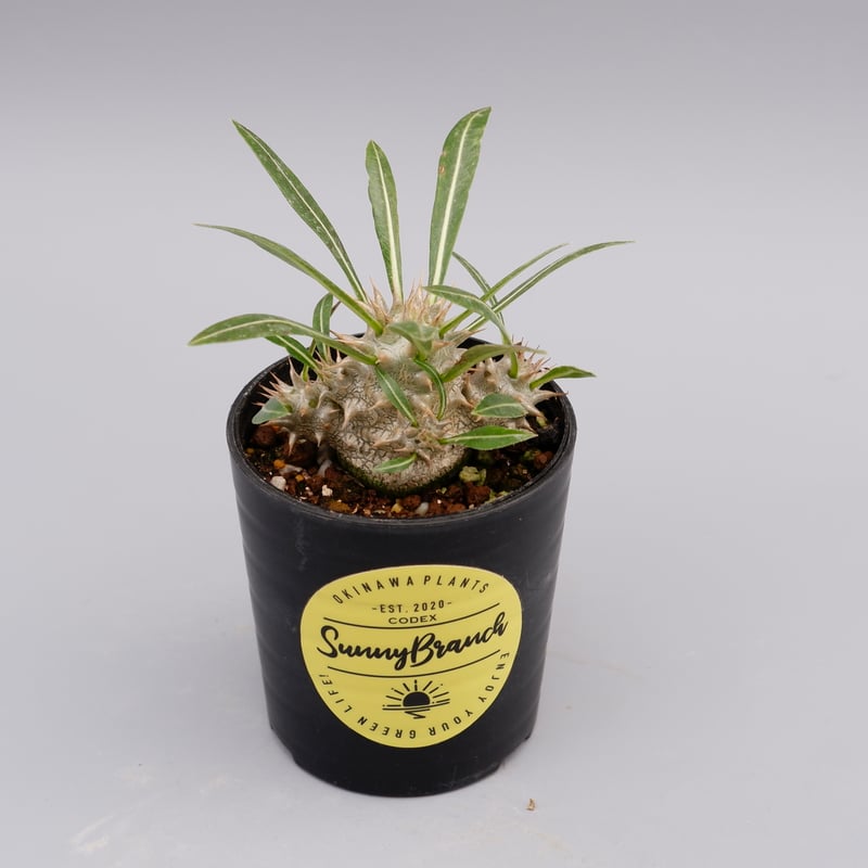 パキポディウム ロスラーツム 実生株 006 Pachypodium rosulatum