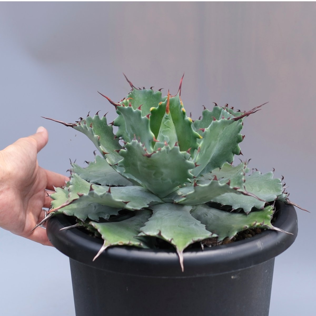 アガベ　ポタトラム　スポーン　34cm アガベ ポタトラム ”スポーン” agave potatorum 