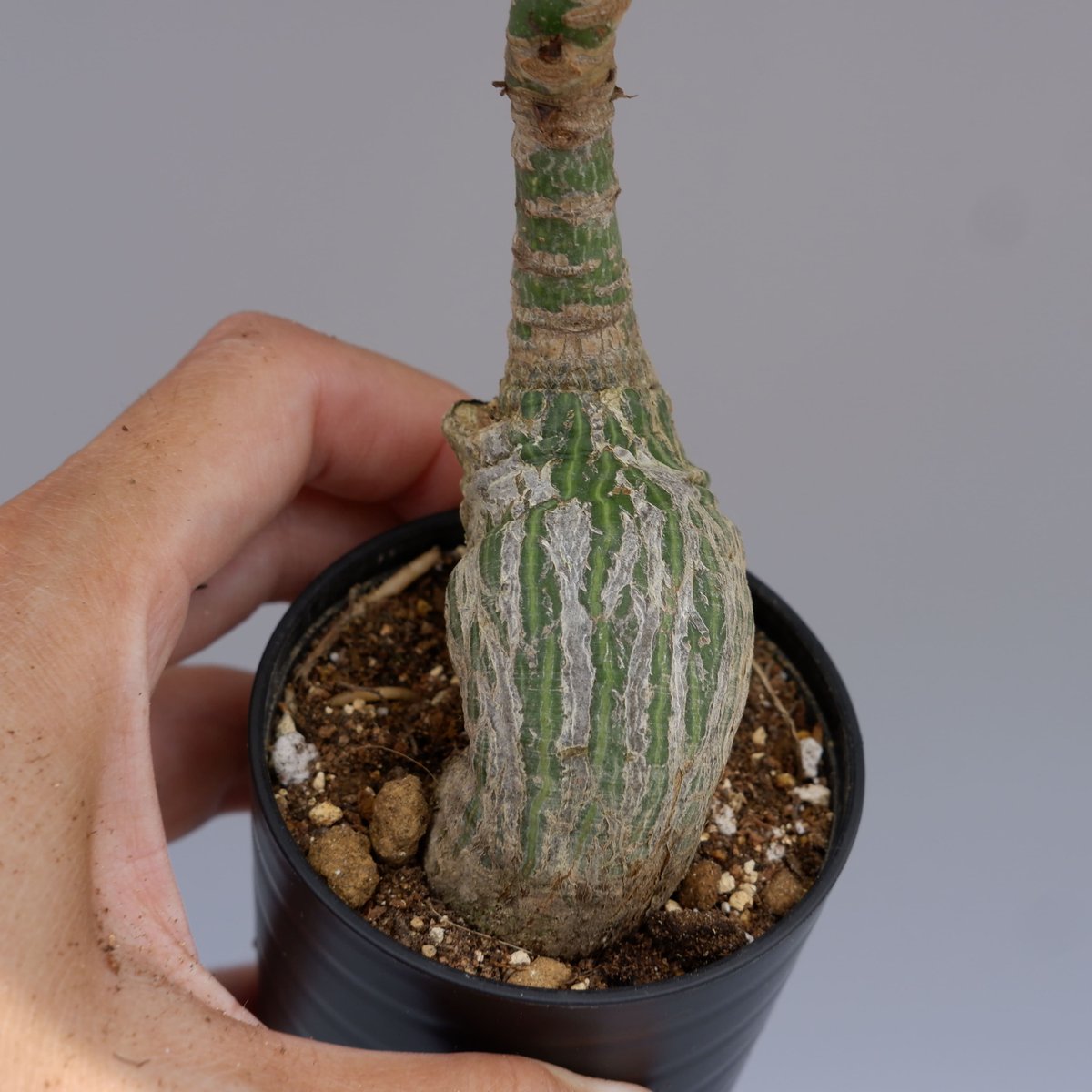 プセウド ボンバックス 019 Pseudobombax ellipticum | Sunny